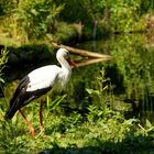 Storch