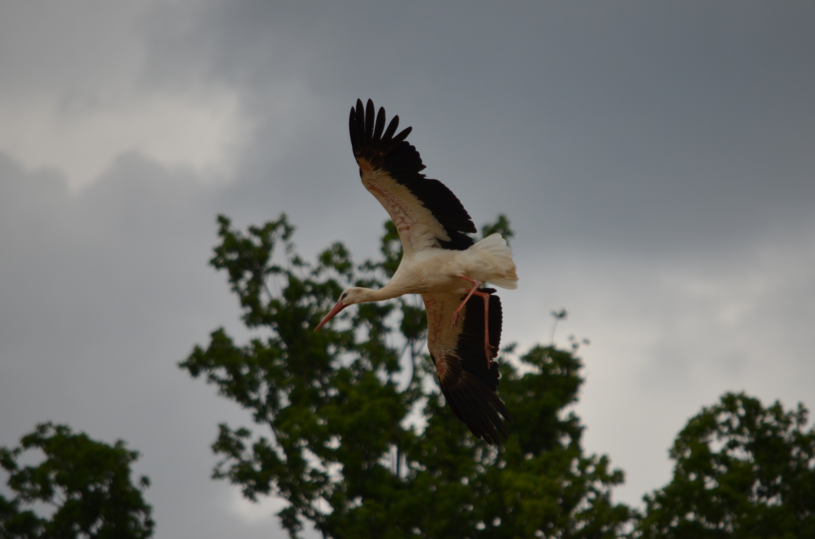 STORCH