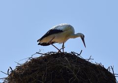 Storch