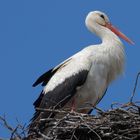 Storch