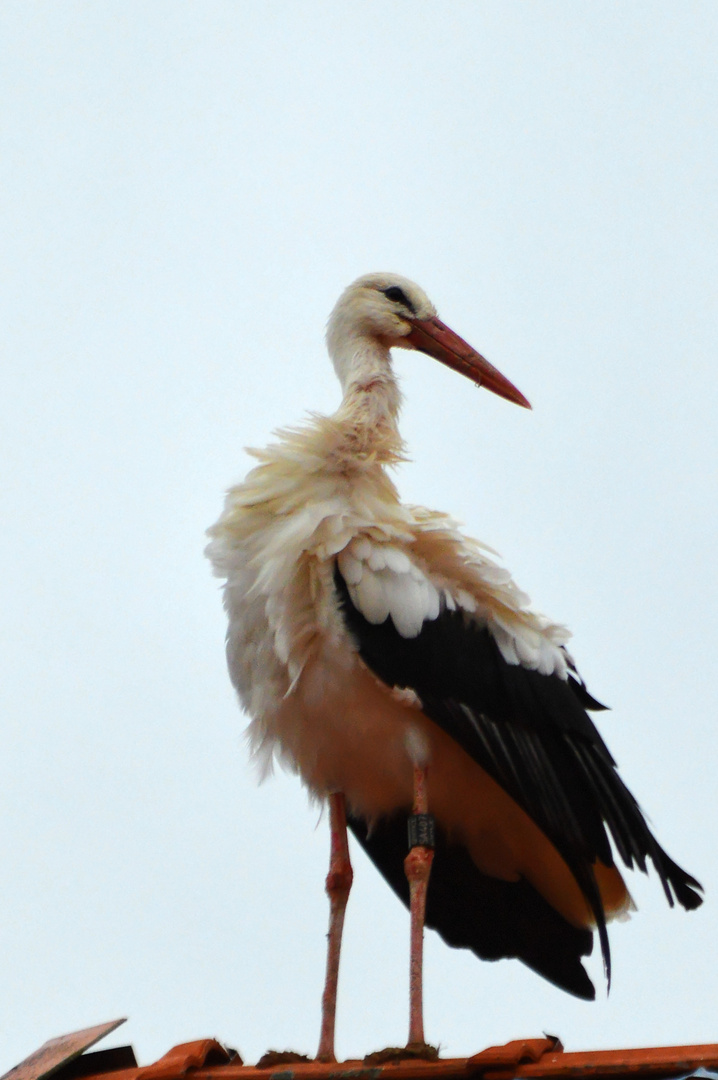 Storch