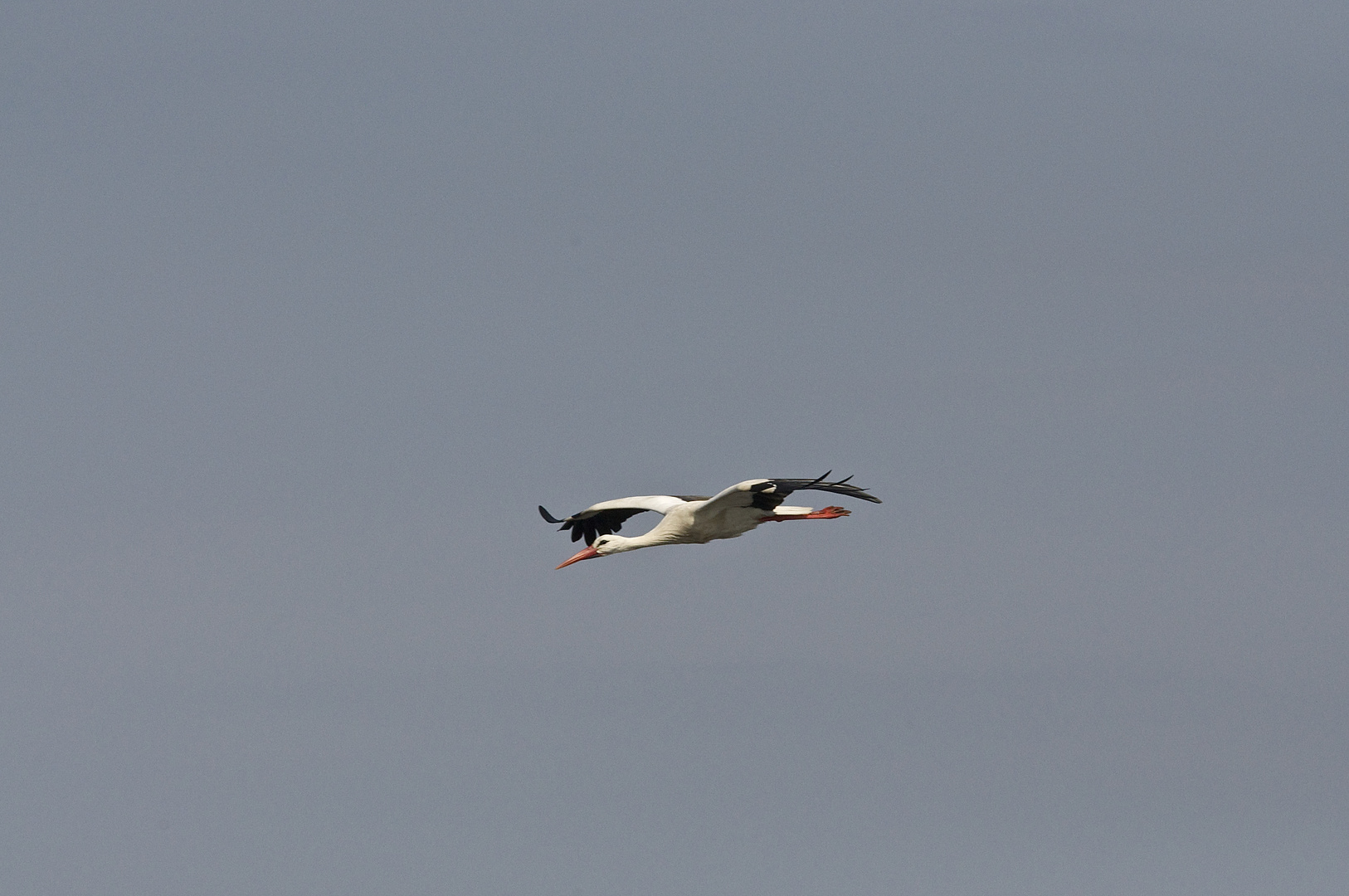 Storch