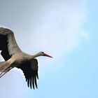 Storch