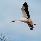 Storch