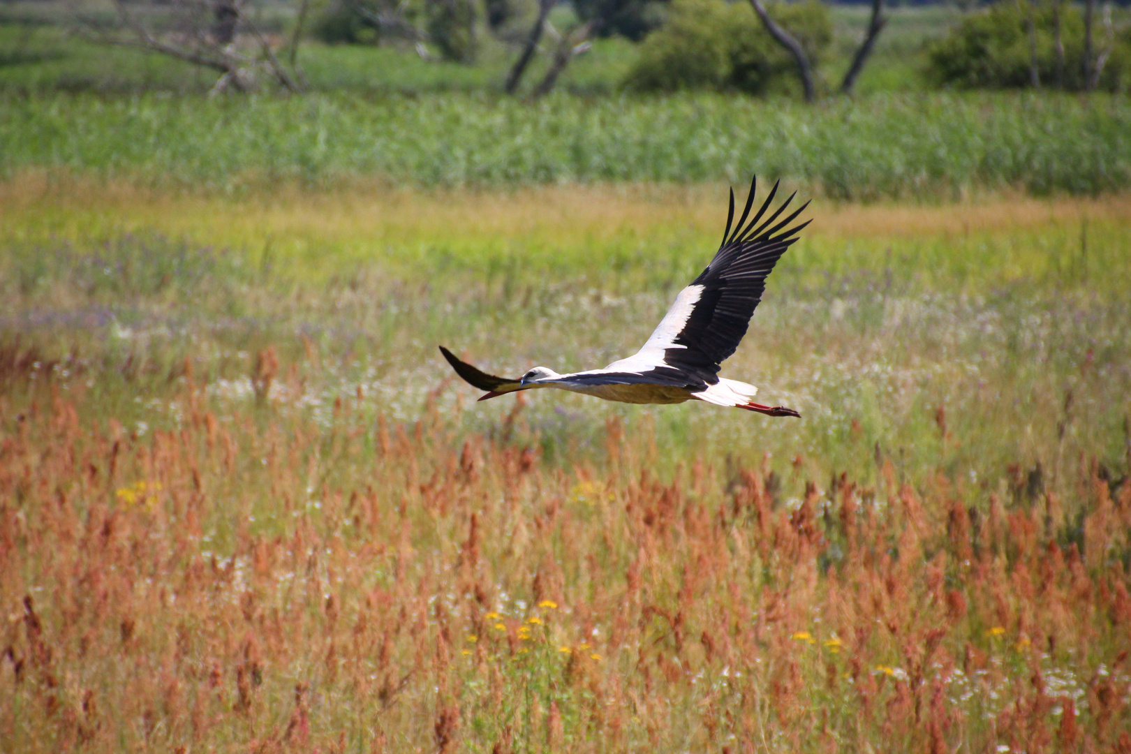 Storch