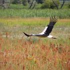 Storch