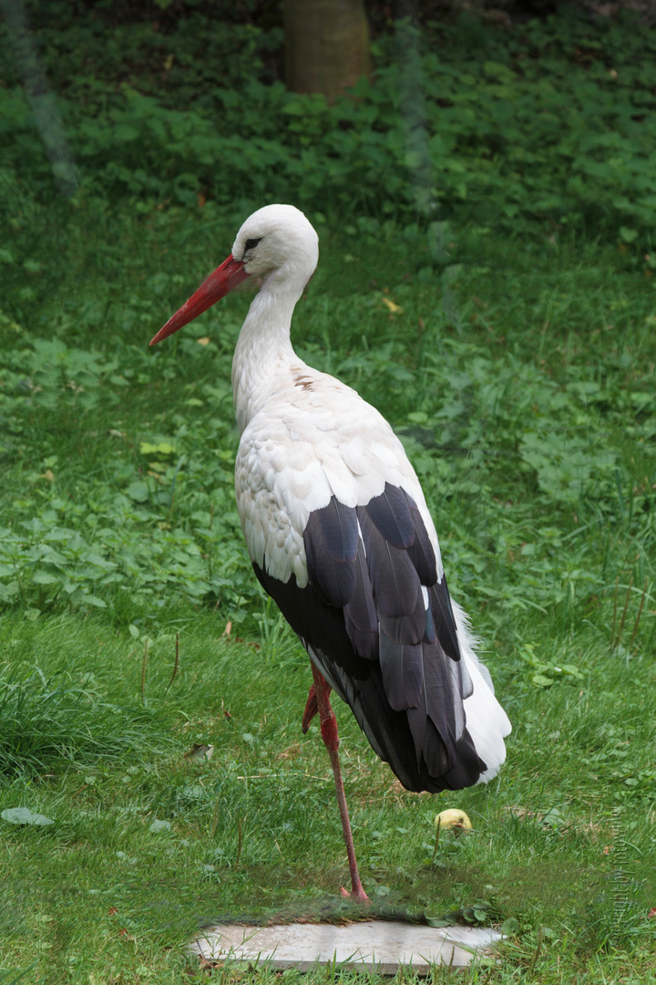 Storch