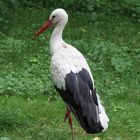 Storch