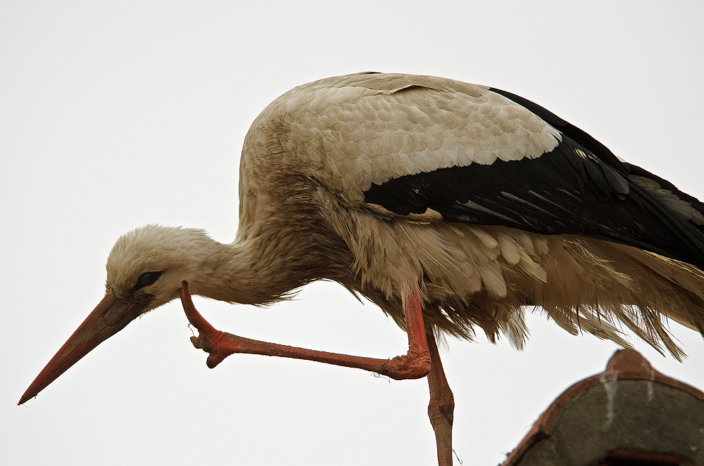 Storch