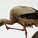 Storch