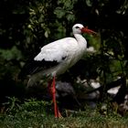 Storch