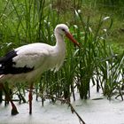 Storch