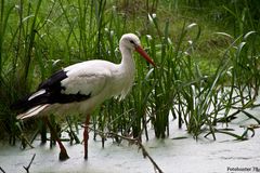 Storch