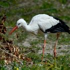 Storch 