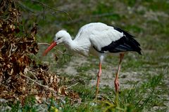 Storch 