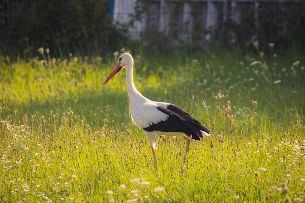 Storch