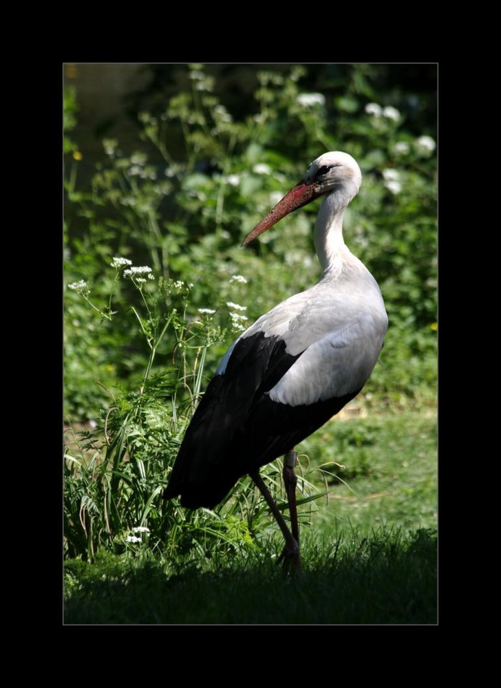 Storch