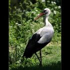 Storch