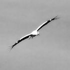 Storch