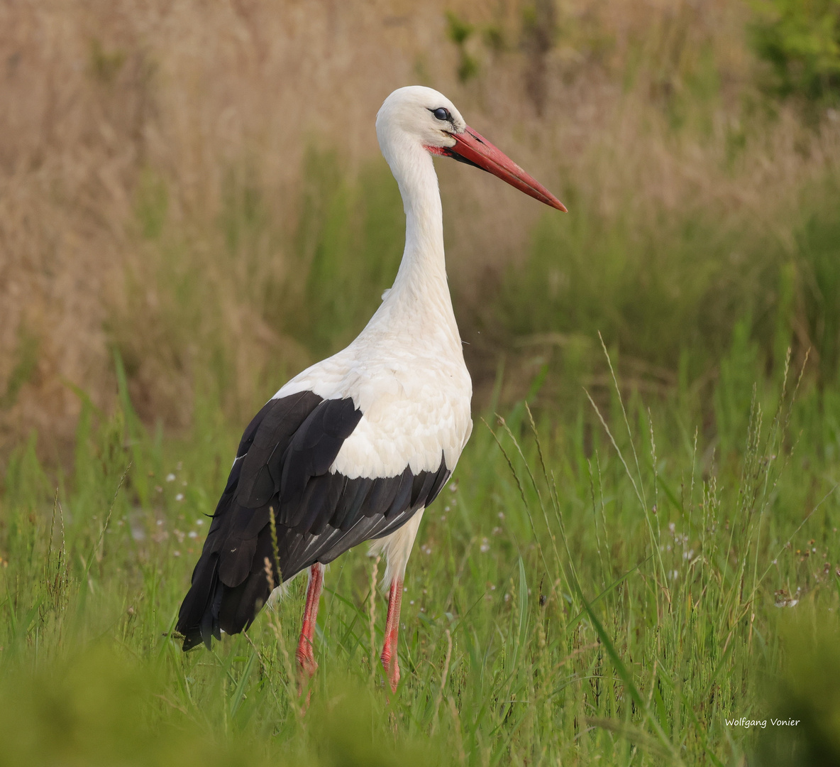 Storch