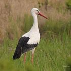 Storch