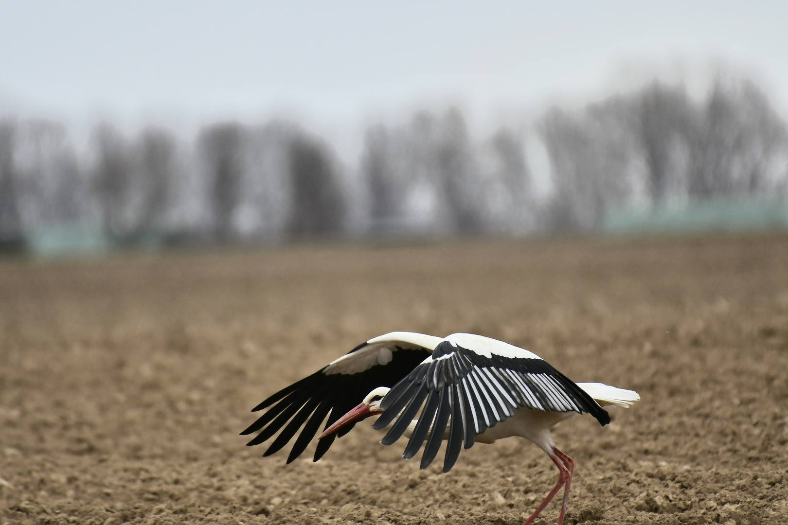 Storch