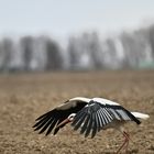 Storch