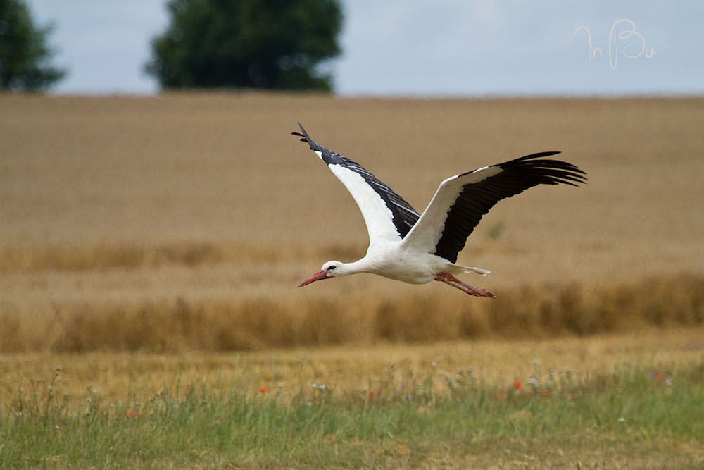 Storch