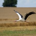 Storch