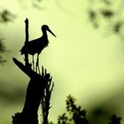 Storch