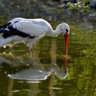 Storch 