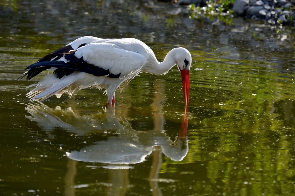 Storch 