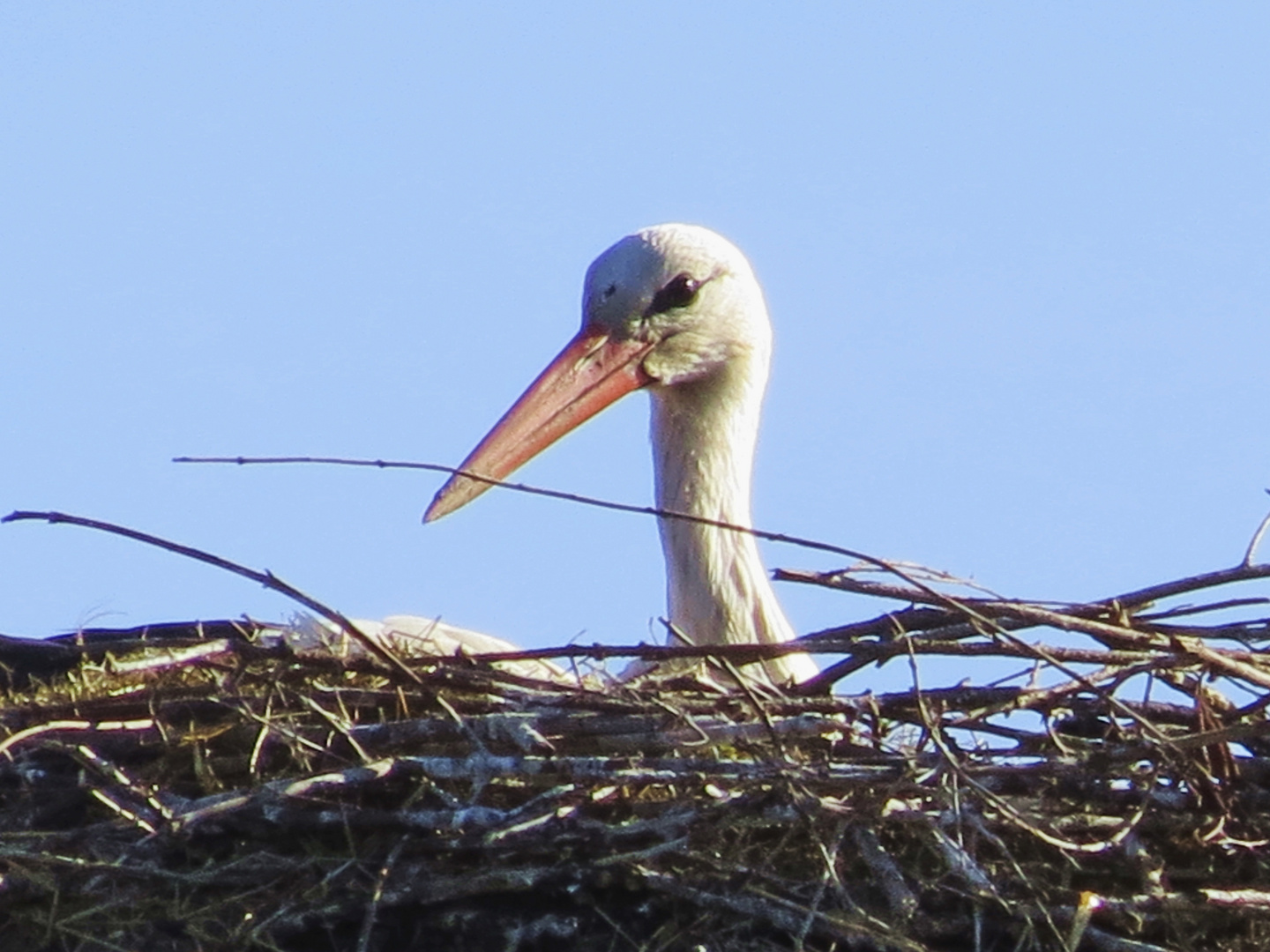 Storch