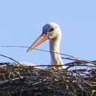 Storch