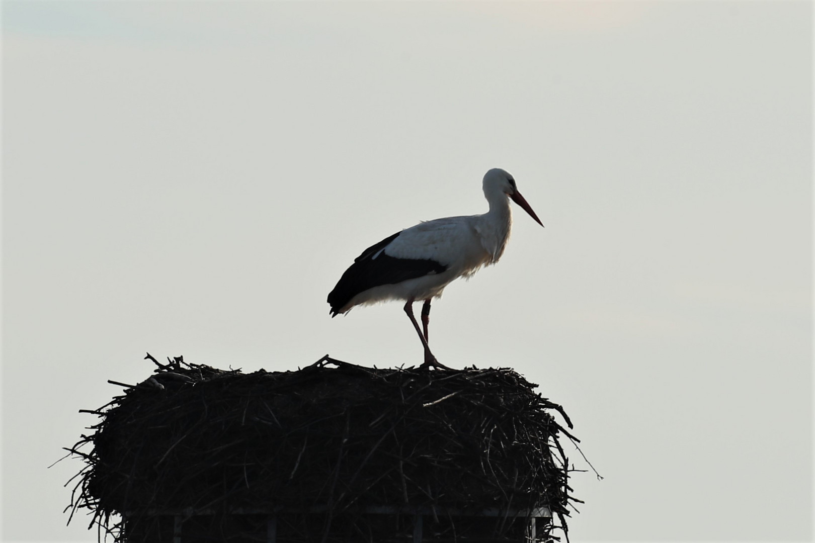 Storch