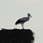 Storch