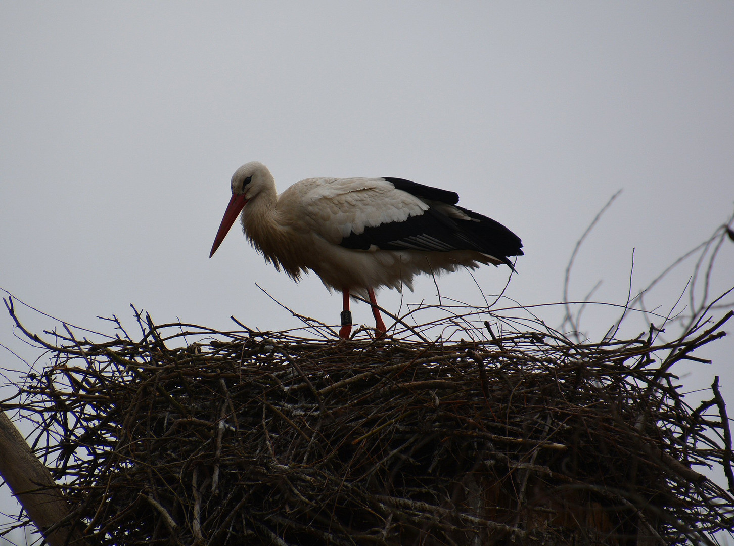 Storch