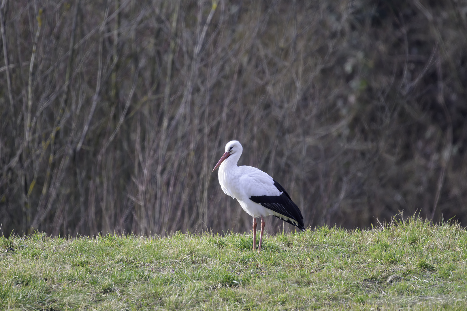 Storch