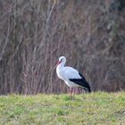 Storch