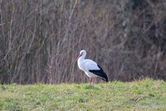 Storch