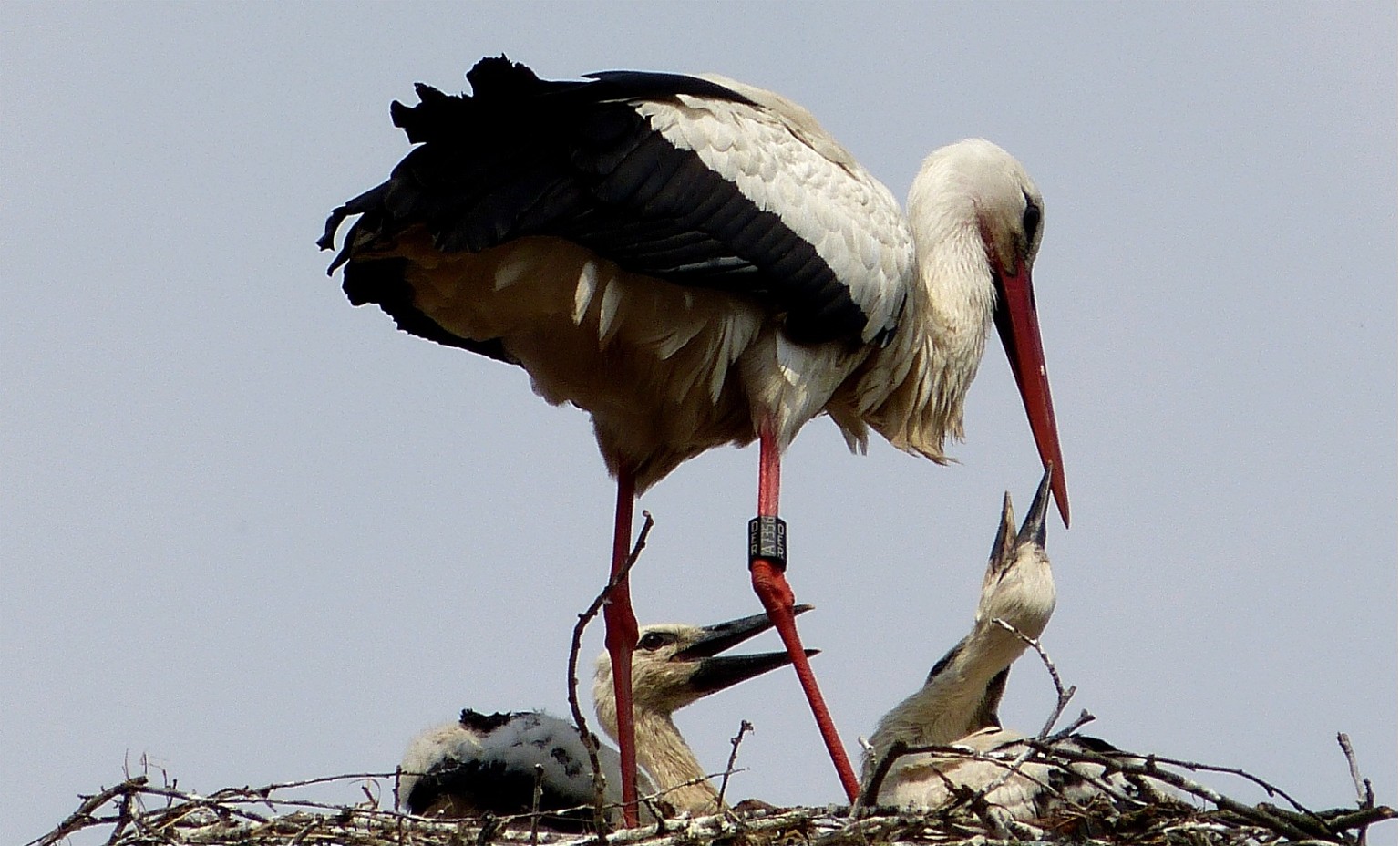 Storch 4