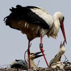 Storch 4