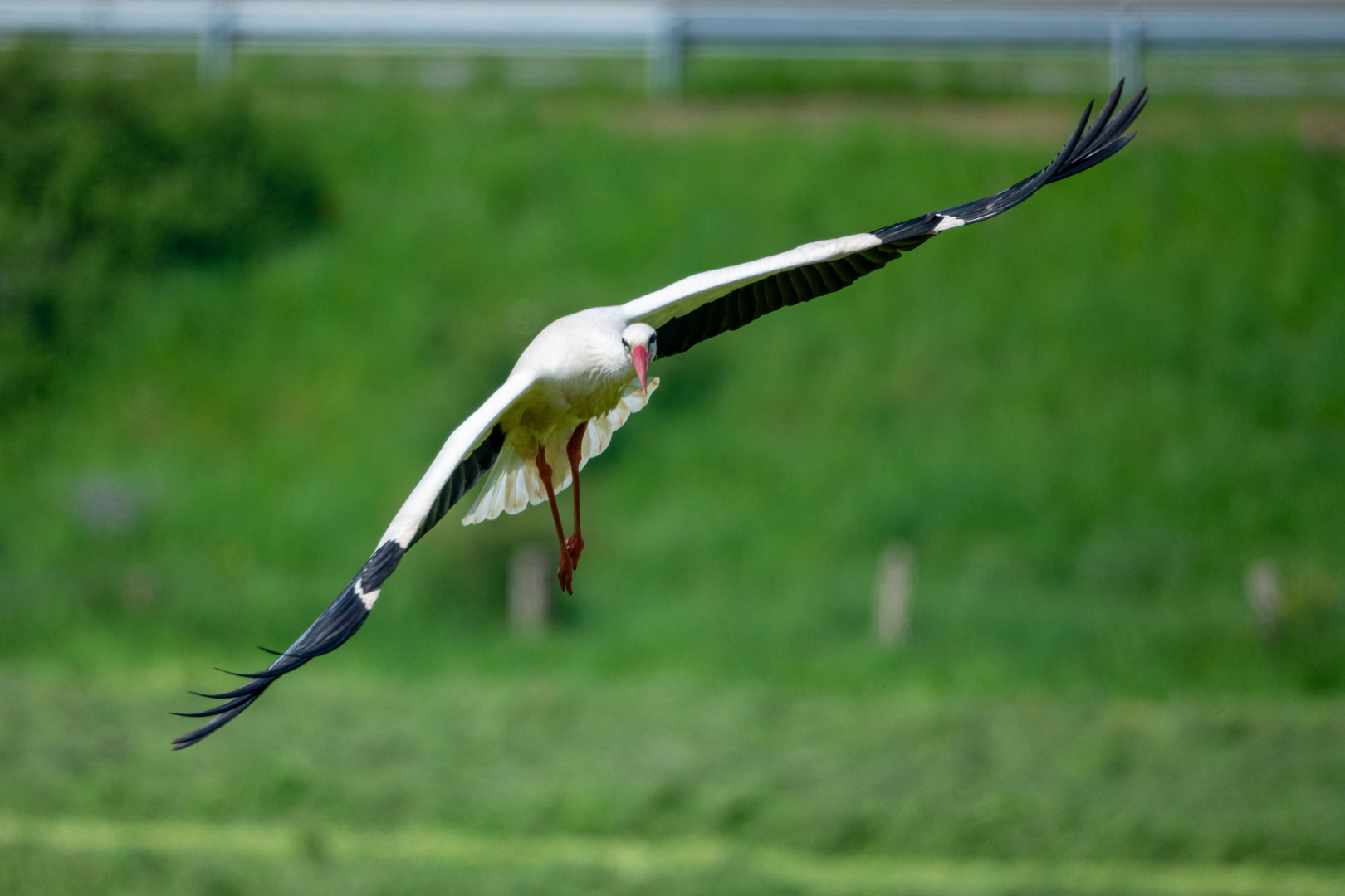 Storch 4