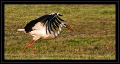 Storch 4