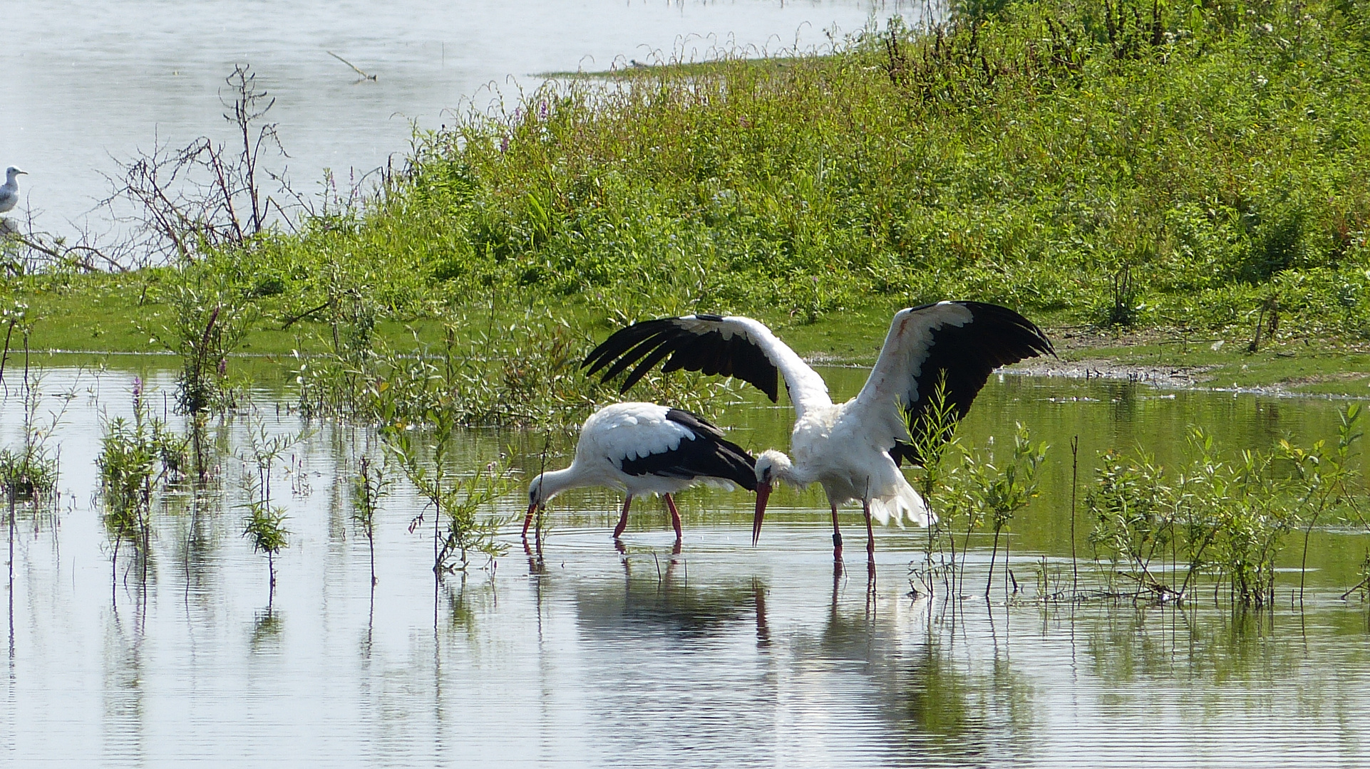 Storch 4