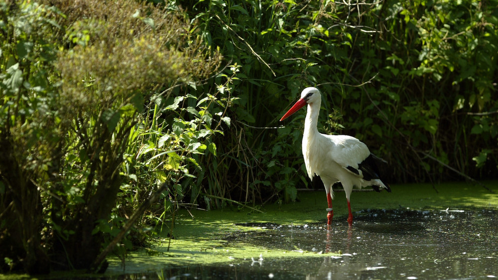 Storch