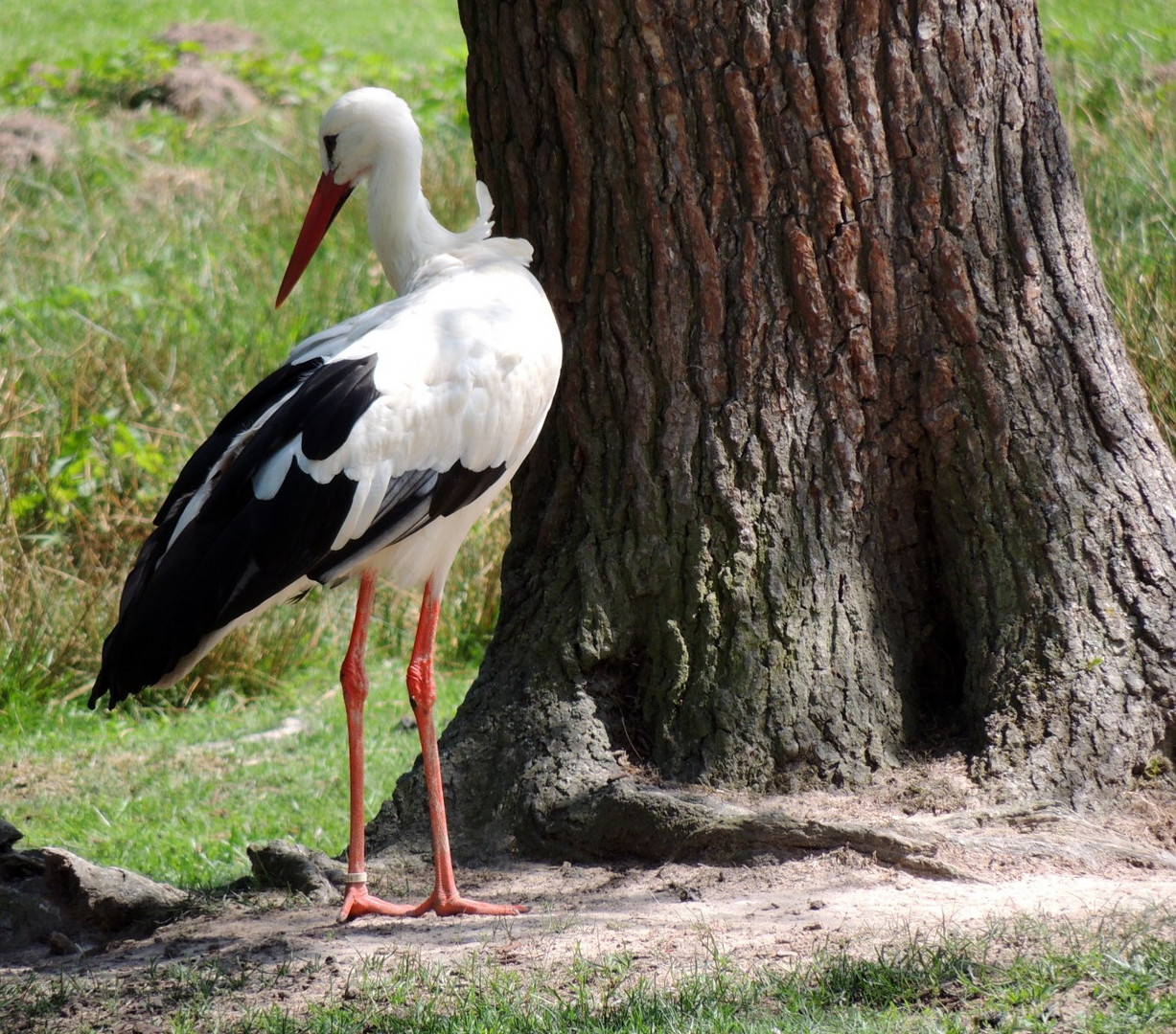 Storch