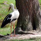 Storch