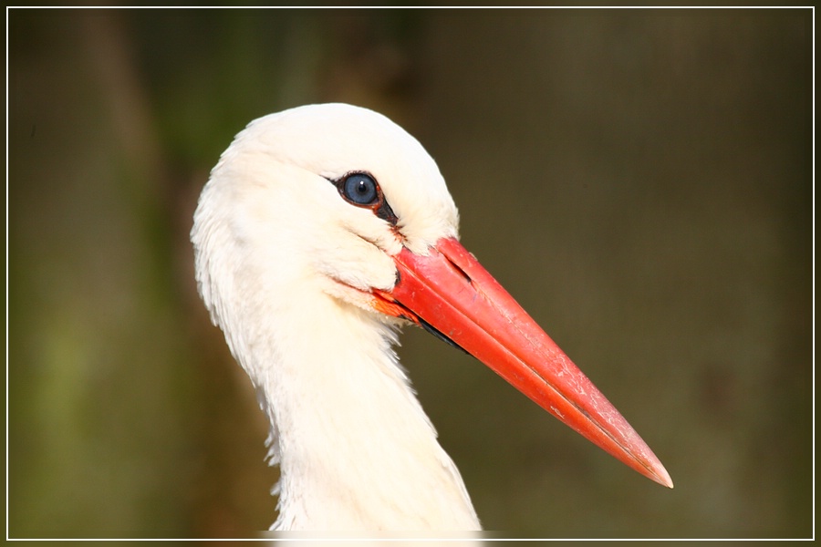 Storch