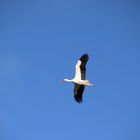 Storch 